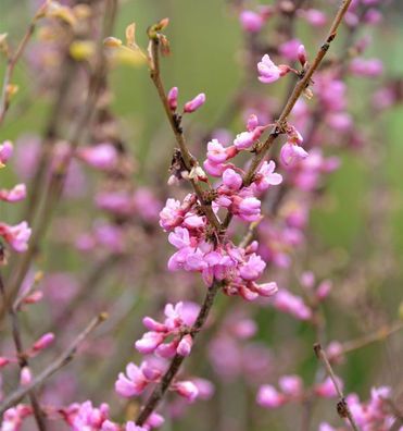 Hochstamm Kanadischer Judasbaum Oklahoma 80-100cm - Cercis canadensis