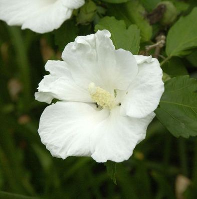 Rosen Eibisch Eleonore® 40-60cm - Hibiscus