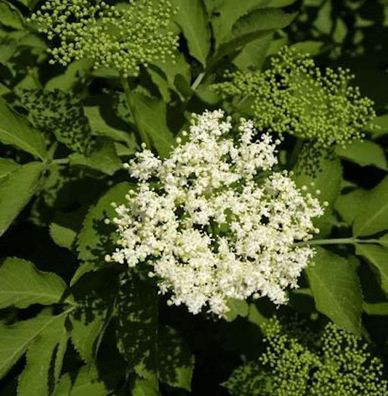 Schwarzer Holunder Sampo 60-80cm - Sambucus nigra