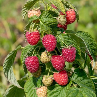 Himbeere Autumn First - Rubus idaeus