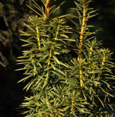 Goldgelbe Säuleneibe Goldstar 25-30cm - Taxus baccata