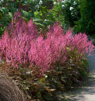 Prachtspiere Obergärtner Jürgens - Astilbe arendsii