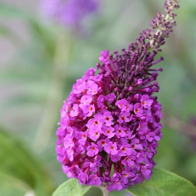 Schmetterlingsflieder Reve de Papillon Blue 60-80cm - Buddleja