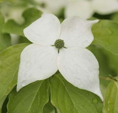 Japanischer Blumenhartriegel Teutonia 125-150cm - Cornus kousa