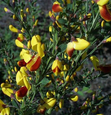 Schmuckginster Firefly 40-60cm - Cytisus scoparius