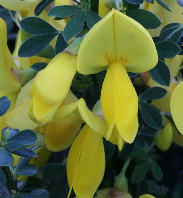 Edelginster Golden Sunlight 40-60cm - Cytisus scoparius