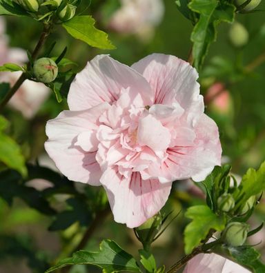 Garteneibisch French Pink Chiffon 40-60cm - Hibiscus