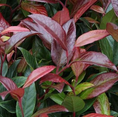 Traubenheide Traubenmyrte Scarletta 25-30cm - Leucothoe walteri