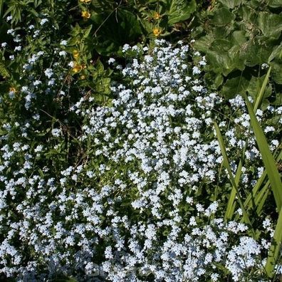 Gagelstrauch 40-60cm - Myrica gale
