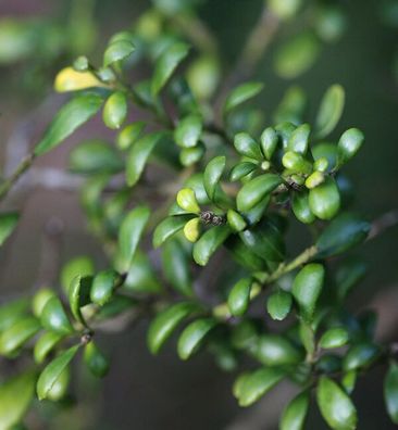 Japanische Stechpalme Edens Paradise® 25-30cm - Ilex crenata