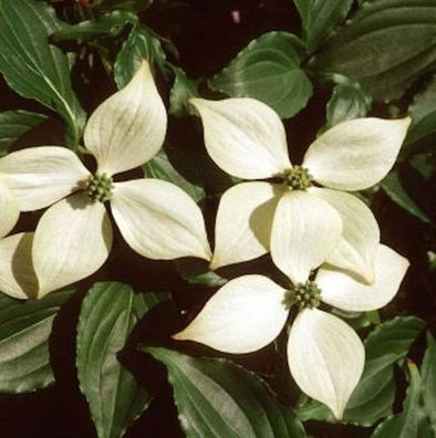 Japanischer Blumen Hartriegel Kreuzdame 40-60cm - Cornus kousa