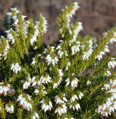 10x Winterheide Märzenschnee - Erica carnea