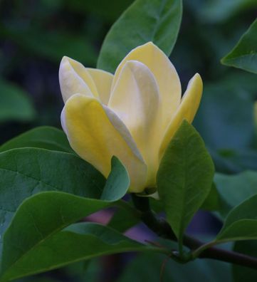 Magnolie Blue Opal 40-60cm - Magnolia acuminata