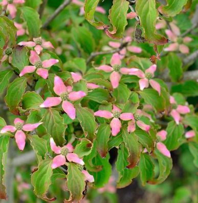 Japanischer Blumenhartriegel Heart Throb 125-150cm - Cornus kousa