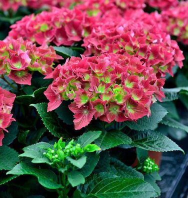 Bauernhortensie Royal Red® 40-60cm - Hydrangea macrophylla