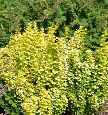 Säulen-Berberitze Golden Torch 20-25cm - Berberis thunbergii