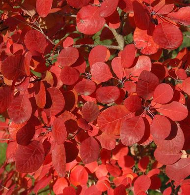 Perückenstrauch Flamissimo 40-60cm - Cotinus coggygria