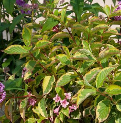 Buntblättrige Weigelie 100-125cm - Weigela florida