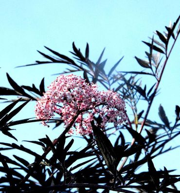 Schwarzer Holunder Cherry Lace® 40-60cm - Sambucus nigra