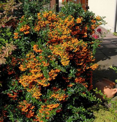 Feuerdorn Sunny Star 60-80cm - Pyracantha