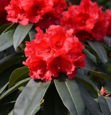 Inkarho - Großblumige Rhododendron Taurus 40-50cm - Alpenrose