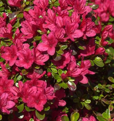 Japanische Azalee Hino Crimson 25-30cm - Rhododendron obtusum - Zwerg Alpenrose