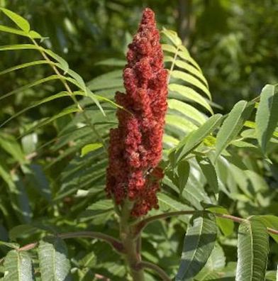 Hirschkolben Tiger Eyes 125-150cm - Rhus typhina