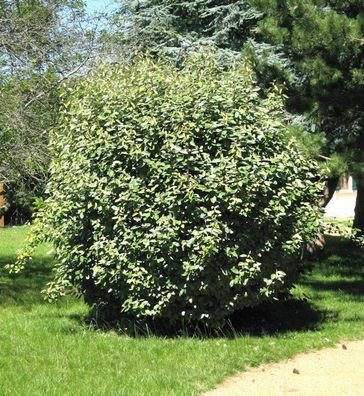 Wintergrüne Ölweide Compacta 80-100cm - Elaeagnus ebbingei
