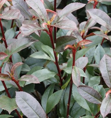 Kompakte Glanzmispel 80-100cm - Photinia fraseri