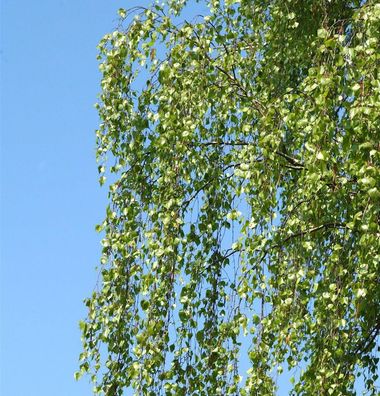 Birke Long Trunk 125-150cm - Betula pendula