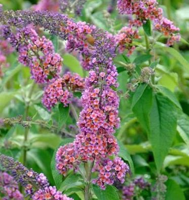 Sommerflieder Flower Power 100-125cm - Buddleja