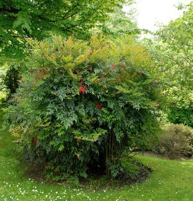 Himmelsbambus 60-80cm - Nandina domestica