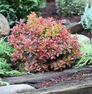 Beberitze Golden Ring 60-80cm - Berberis thunbergii