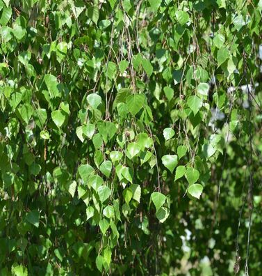 Hochstamm Trauer-Birke Youngii 80-100cm - Betula pendula