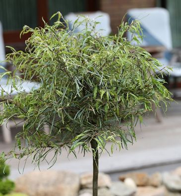 Hochstamm Zwerg Farnbuche Mercedes 80-100cm - Fagus sylvatica