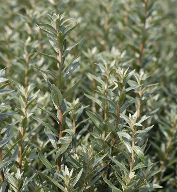 männlicher Zwerg Sanddorn Hikul 30-40cm - Hippophae rhamnoides