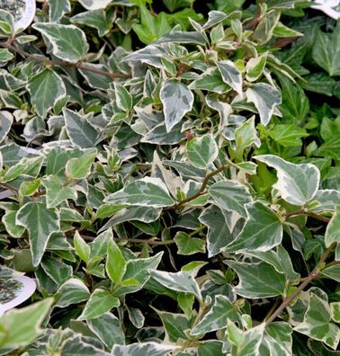 Efeu Goldchild 60-80cm - Hedera helix