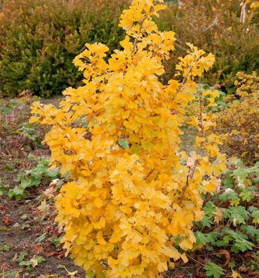 Kleiner Ginkgobaum Simon 40-50cm - Ginkgo biloba