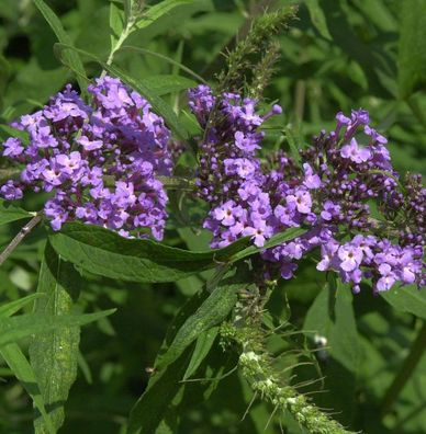 Schmetterlingsstrauch Purple Emperor 40-60cm - Buddleja