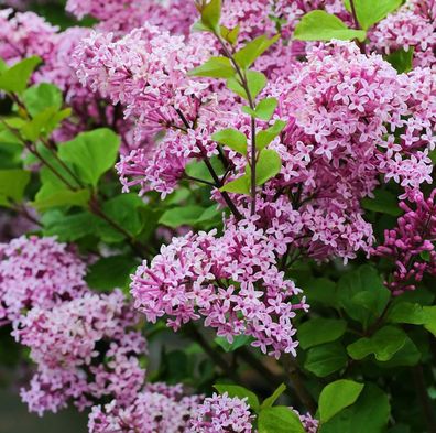 Zwergflieder Lillifee 40-60cm - Syringa meyeri