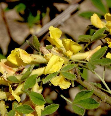 Kopfginster 20-30cm - Chamaecytisus supinus