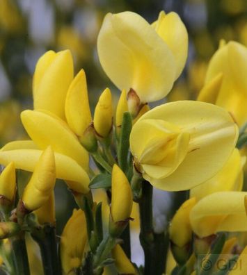 Elfenbein Ginster Allgold 60-80cm - Cytisus praecox