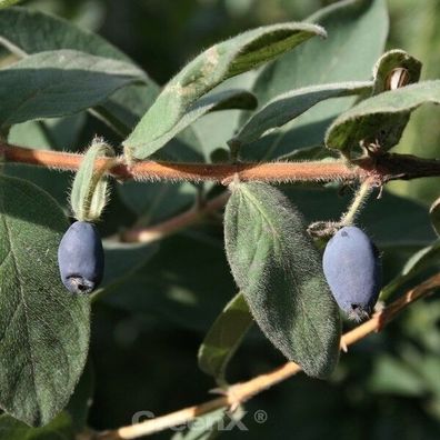 Heckenkirsche MyBerry® Blue Velvet 25-30cm - Lonicera kamtschatica