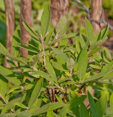 Honigbeere MyBerry® Farm 30-40cm - Lonicera kamtschatica