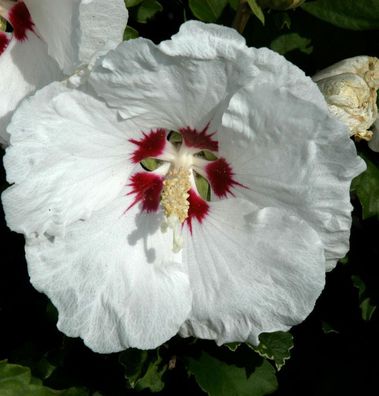 Rosen Eibisch Red Heart 30-40cm - Hibiscus syriacus