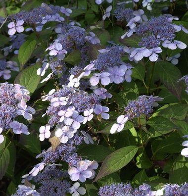 Kleinwüchsige Gartenhortensie Acuminata 30-40cm - Hydrangea serrata