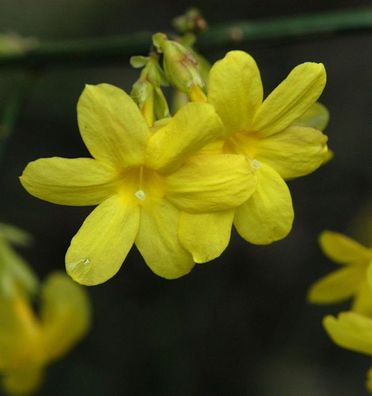 echter Winter Jasmin 100-125cm - Jasminum nudiflorum