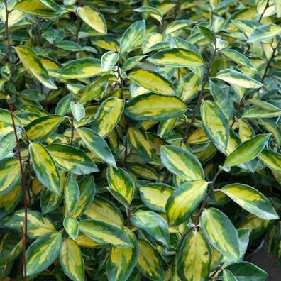 Wintergrüne Ölweide Limelight 100-125cm - Elaeagnus ebbingei