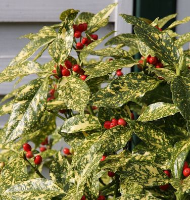 Japanische Aucube Variegata 80-100cm - Aucuba japonica Variegata