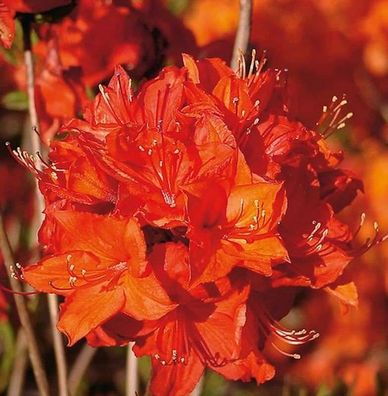 Azalee Parkfeuer 30-40cm - Rhododendron luteum - Alpenrose